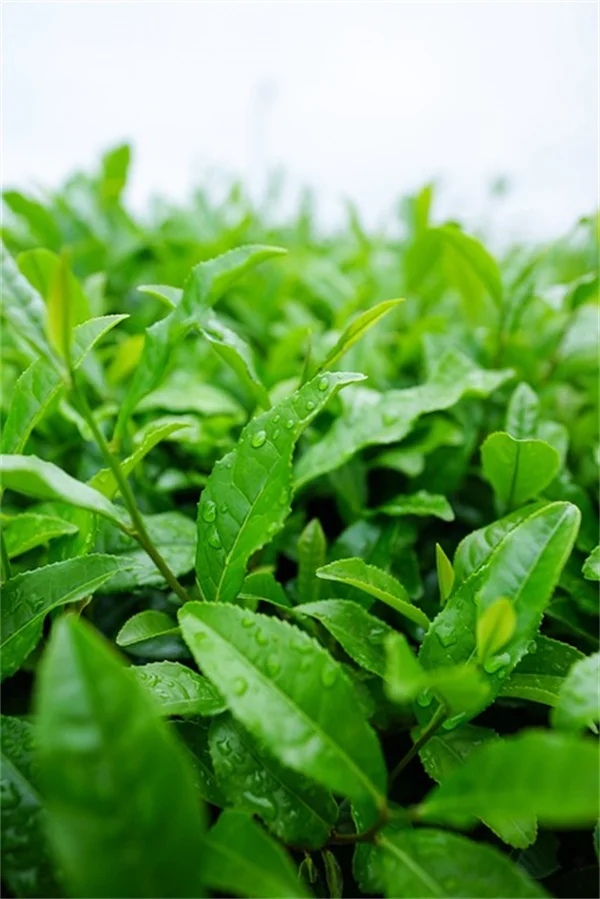 植物の間隔ガイドラインは絶対じゃない？10年の経験で解説