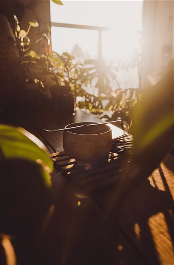 植物の水やりは朝5時～9時がベストな理由と実践的なコツ
