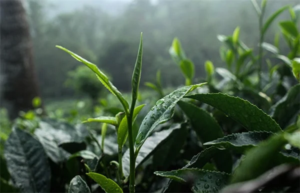 風水的な観葉植物で幸運を引き寄せる5つのステップ