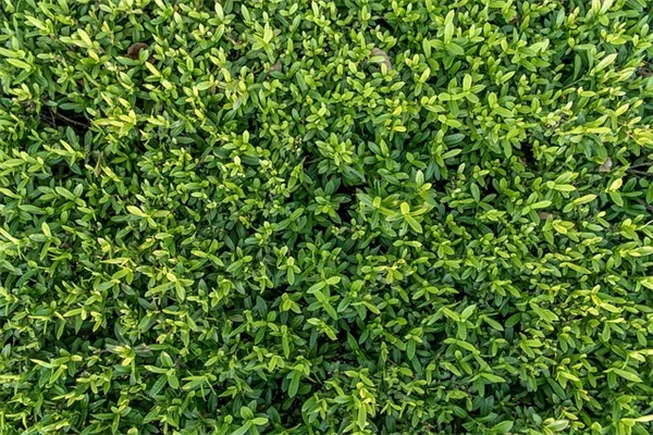 観葉植物の室内取り込みで失敗しない7つのコツ