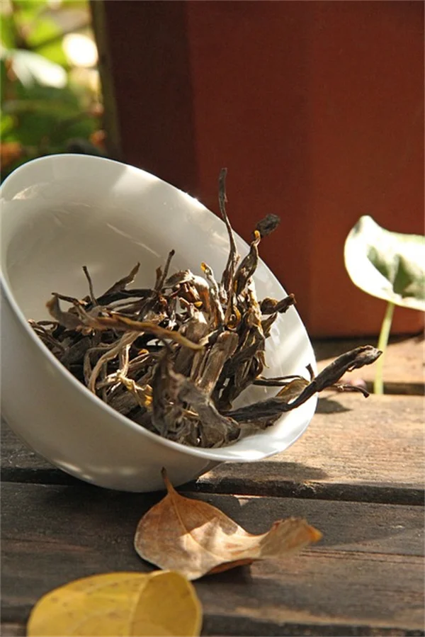 連理木の不思議：木がくっつく驚きの仕組みと見つけ方