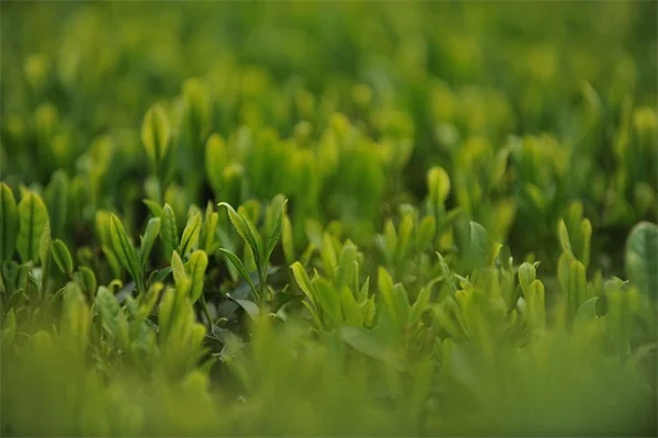 凍原植物の生存戦略！過酷なツンドラで生き抜く4つの適応術